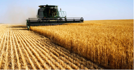 Українські аграрії завершили збір пшениці, гороху та ячменю